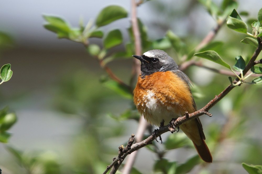 Горихвостка садовая