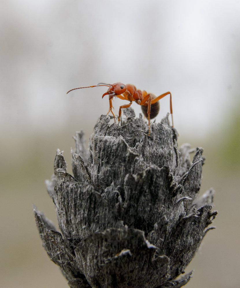 муравей на шишке