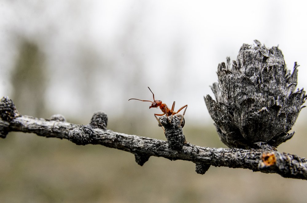 Photograph by Рузаев Дмитрий