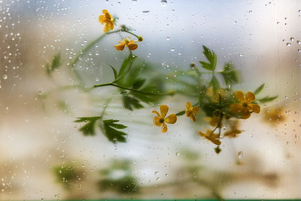 Photograph by Печерина Елена