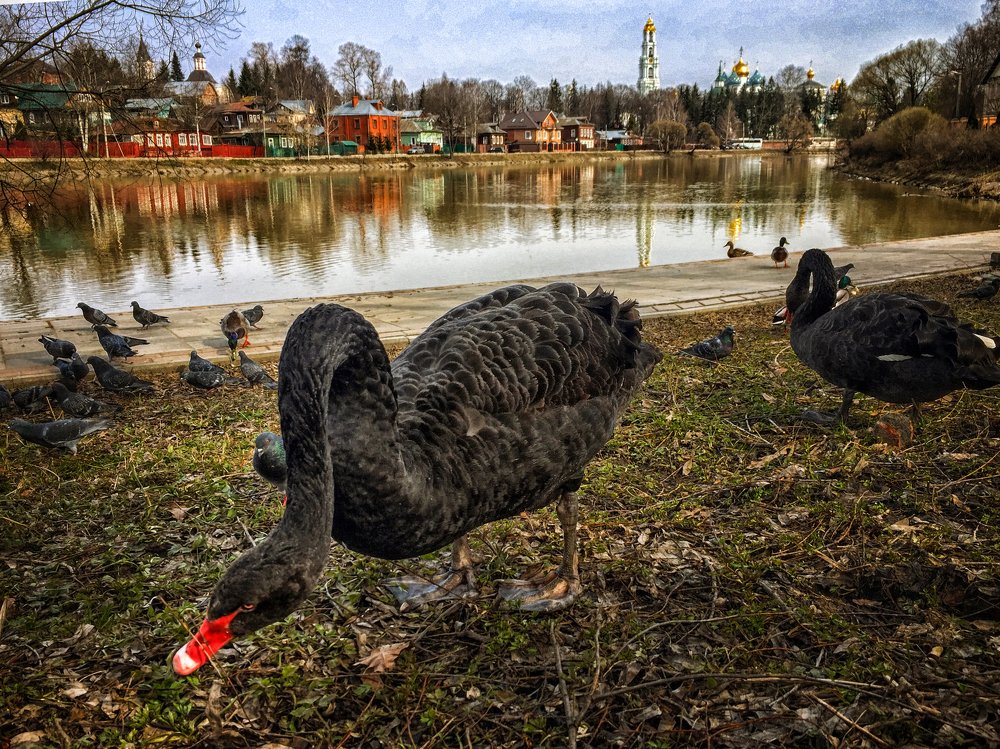 Утро на Келарском пруду