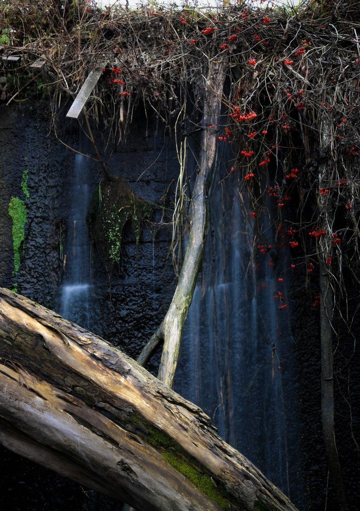 Дикая ягода