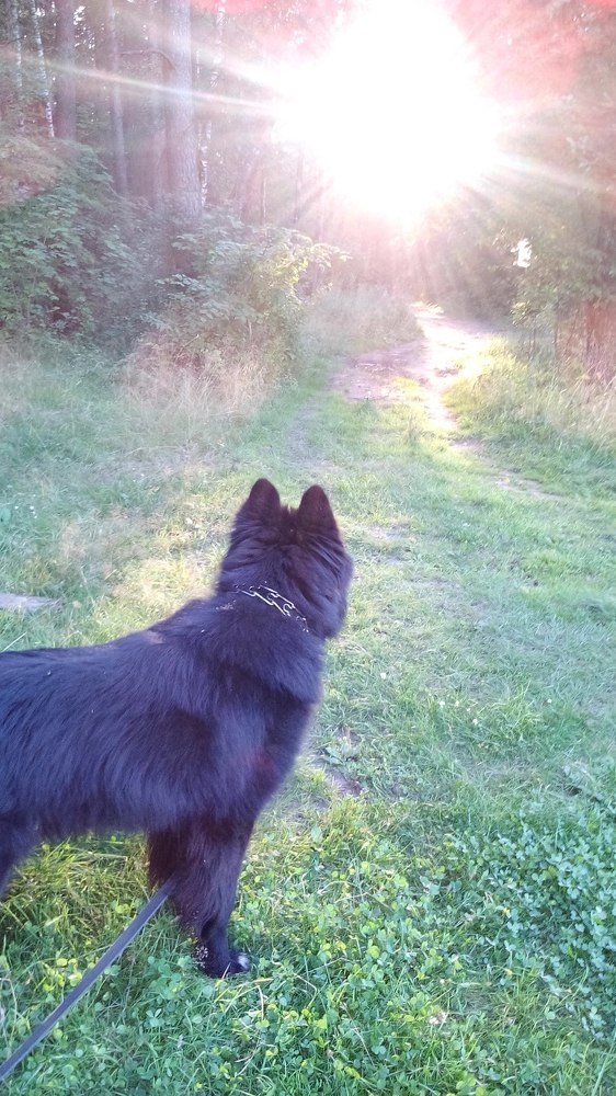 Дорога к солнечной мечте