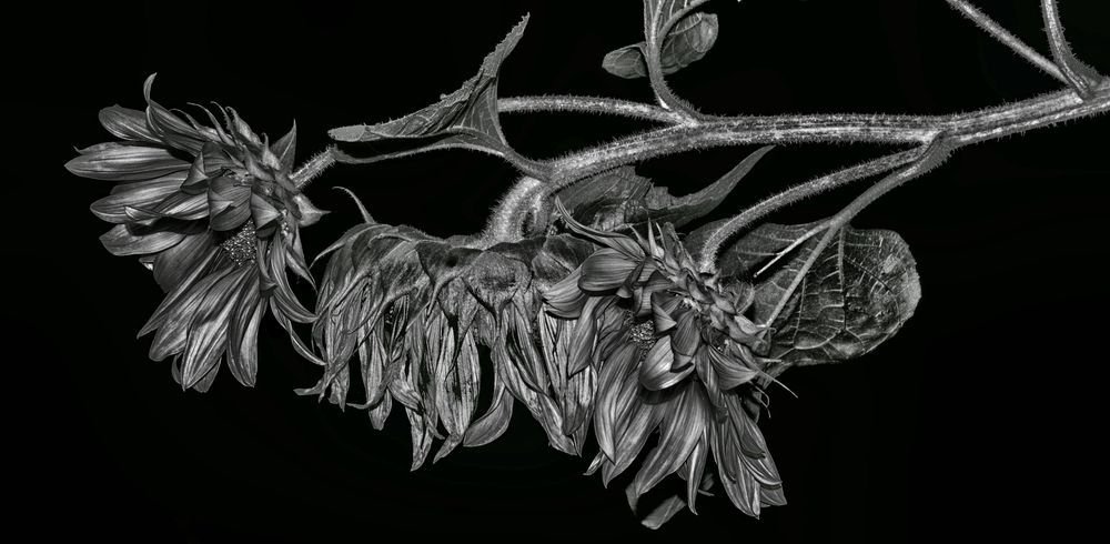 Соняхи, сп'янілі від безсоння......