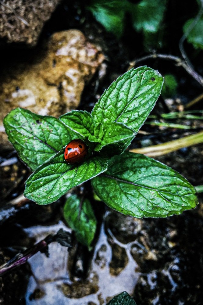 Photograph by Hazhir Osmanzadeh