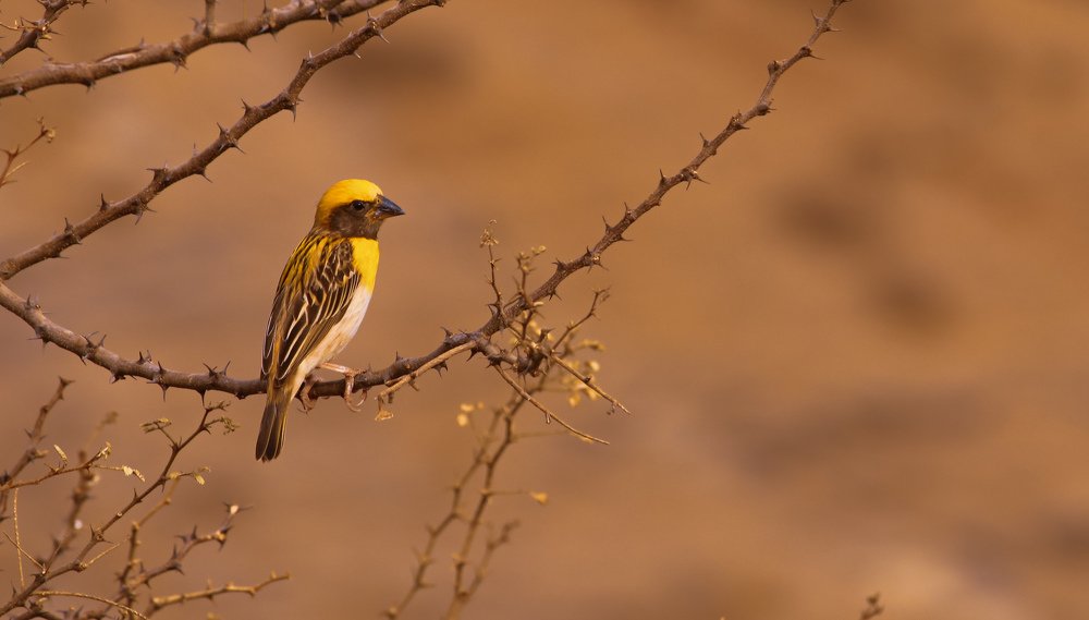 Baya weaver
