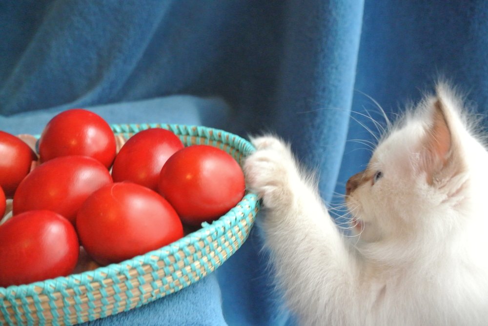 Easter kitten bunny