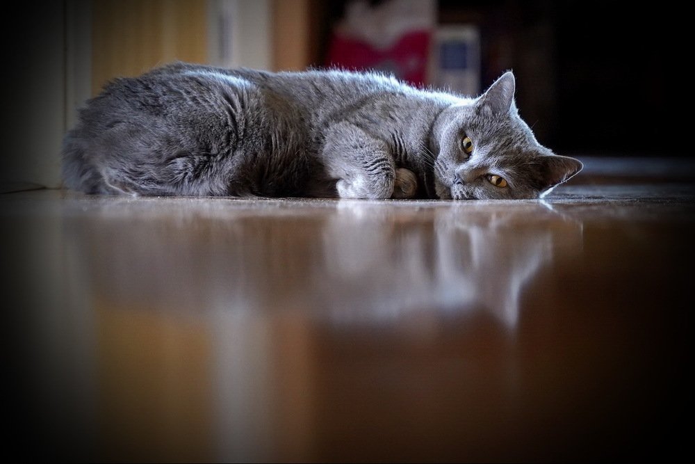 Ах, жизнь моя жестянка...