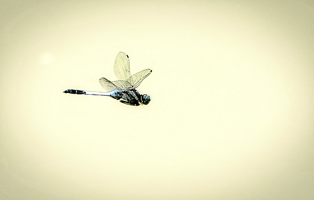 Полет стрекозы