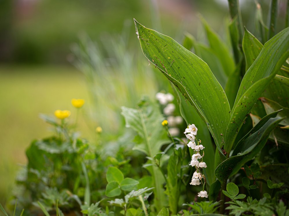 Май, цветение...