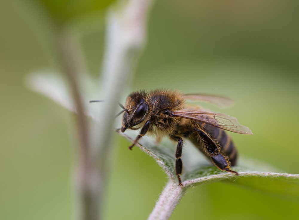 Май, цветение...