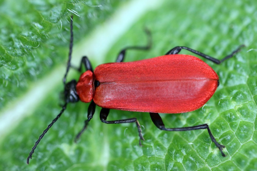 Red Cardinal Beetle