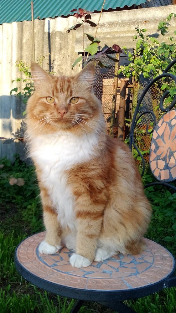 Его величество Персик