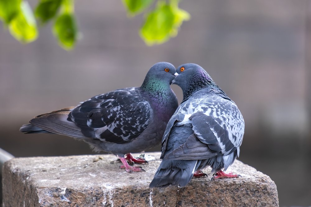 Любовь и голуби