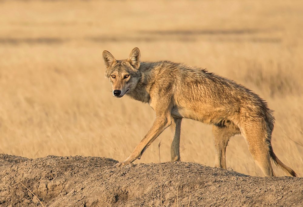 Top on the food chain