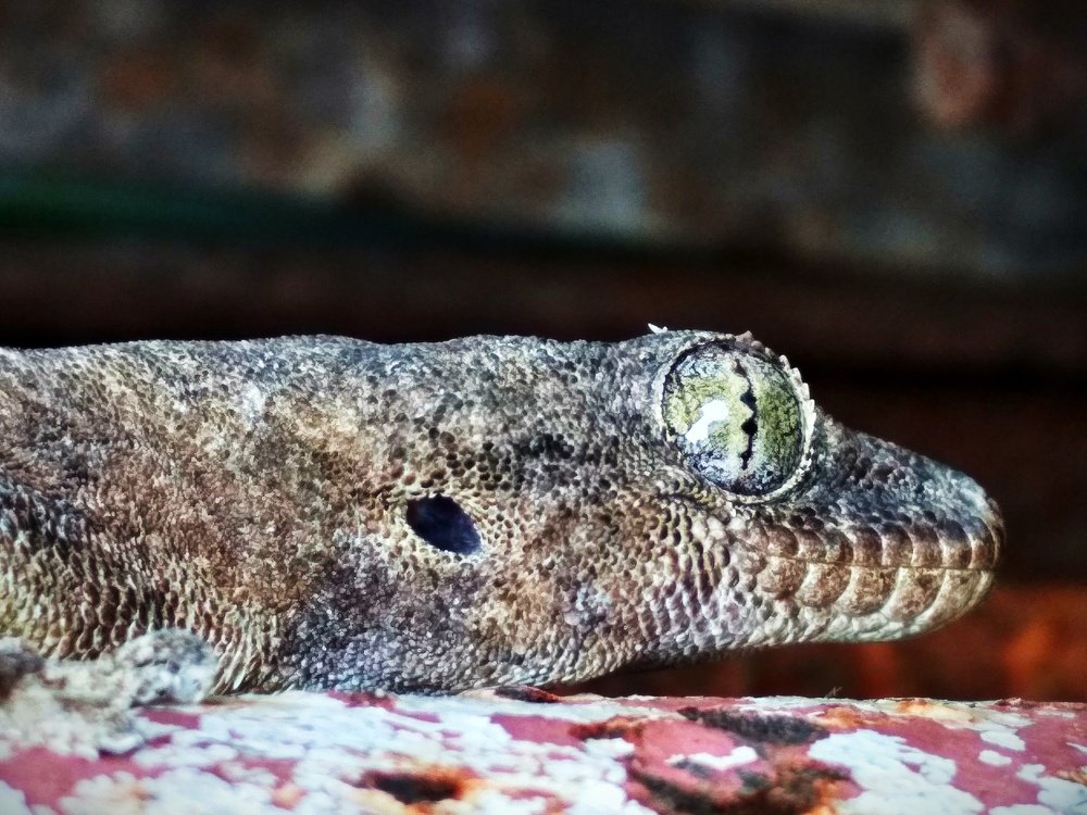 Lazy Lizard....