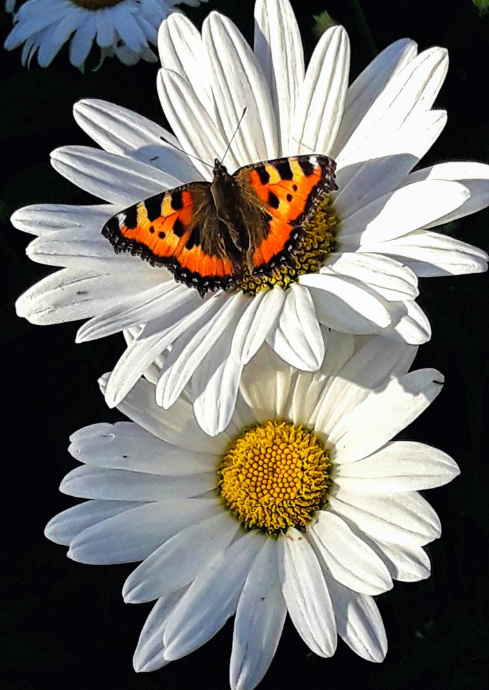 Бабочки-цветочки