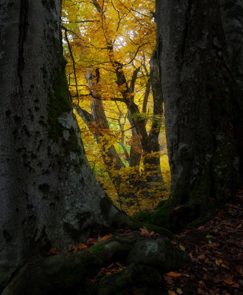 Окно в осень