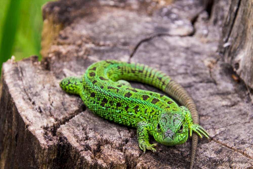 Солнечные ванны)