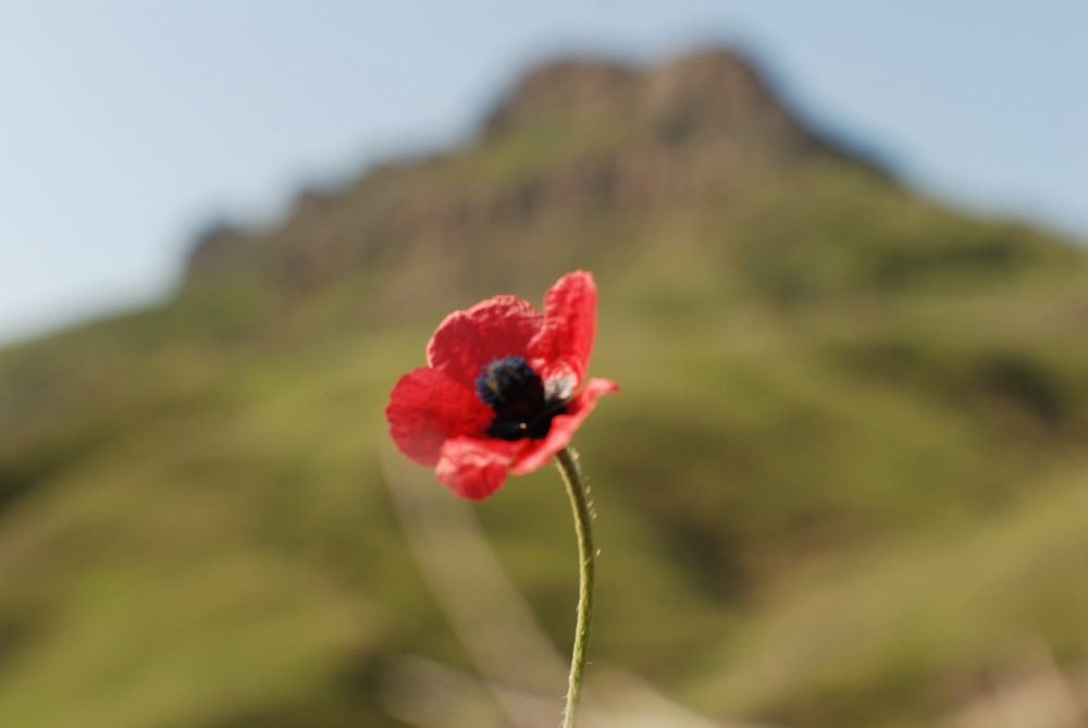 Одинокий мак