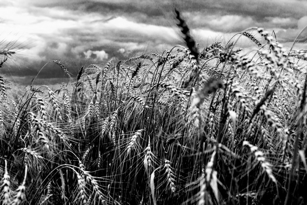 Волнуется поле