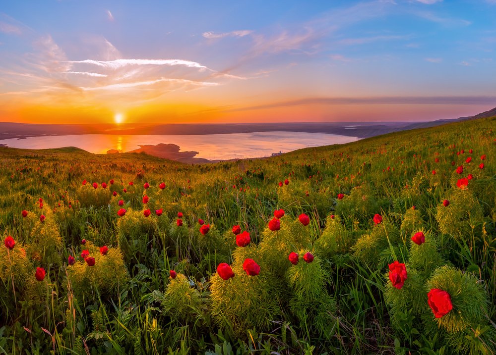 Пионы в степи.