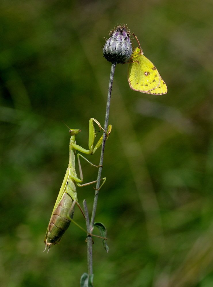 Богомол и желтушка