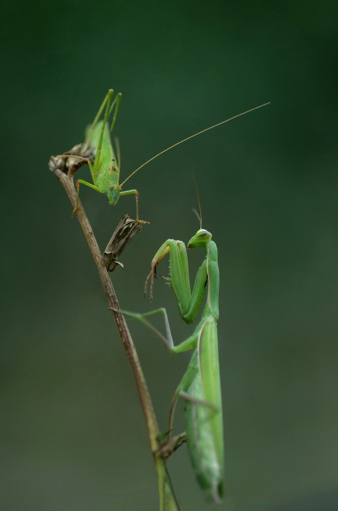 Богомол и пластинокрыл