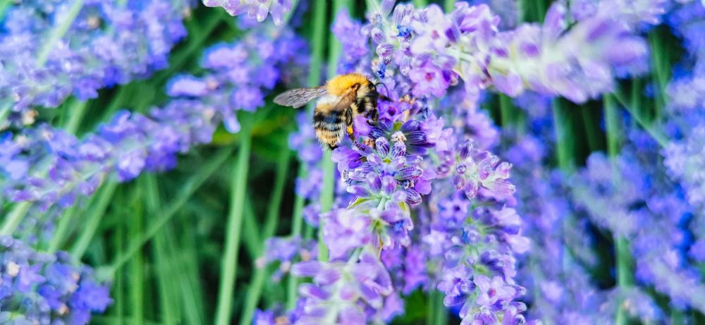 Poszmeh es levendula - HDR - ON1 - SL3