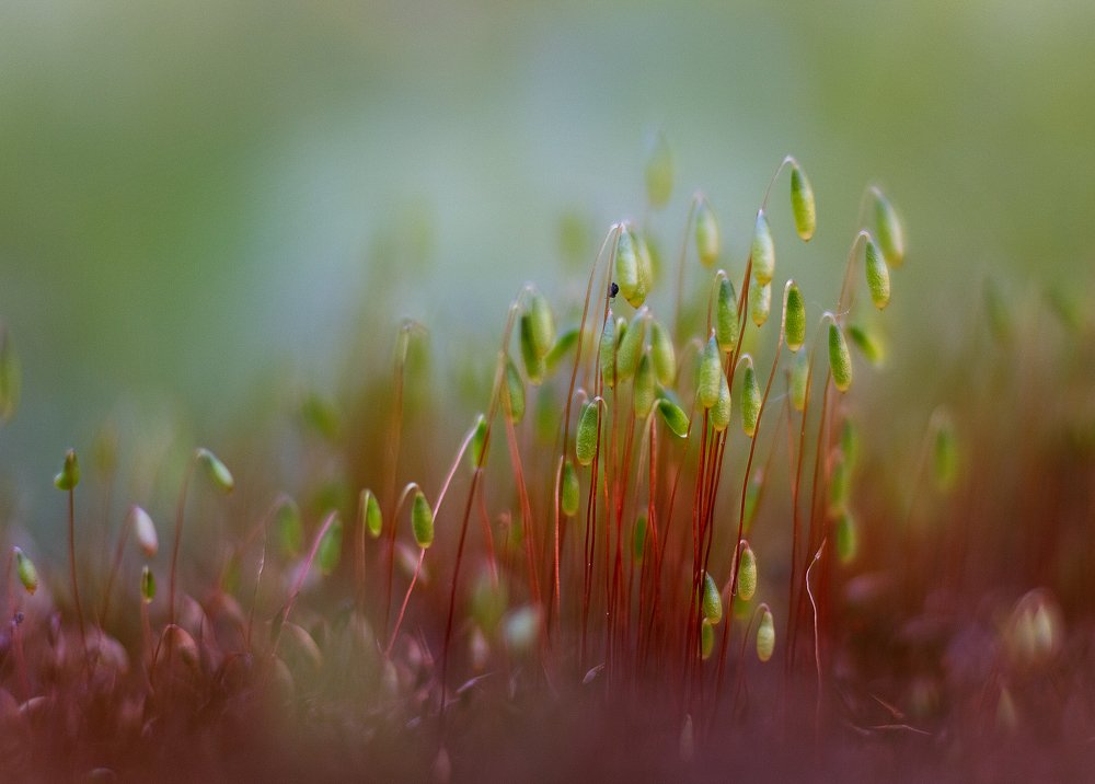 Мир под ногами