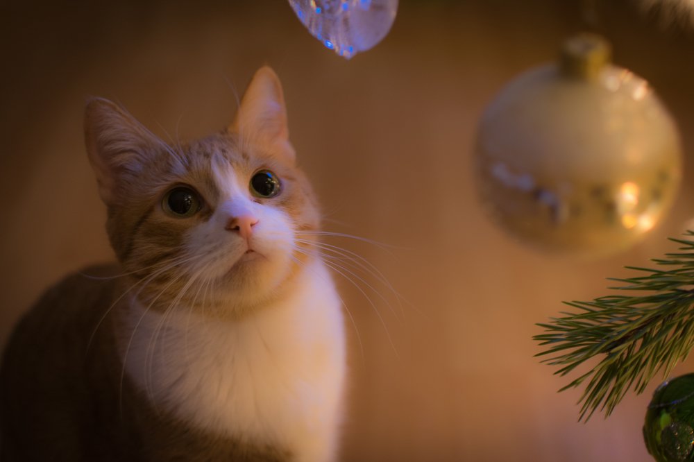 Новогоднее желание