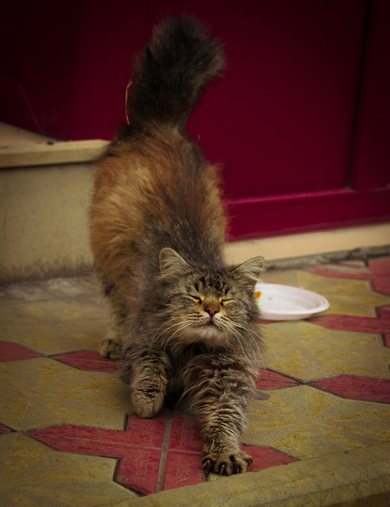 Талантливый попрошайка