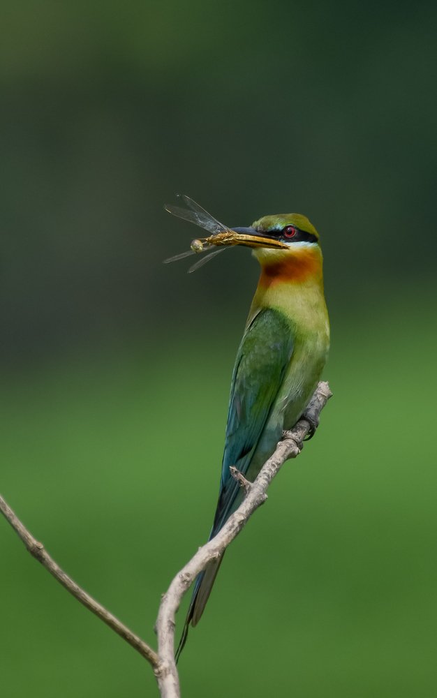 Blue tell Bee-eater