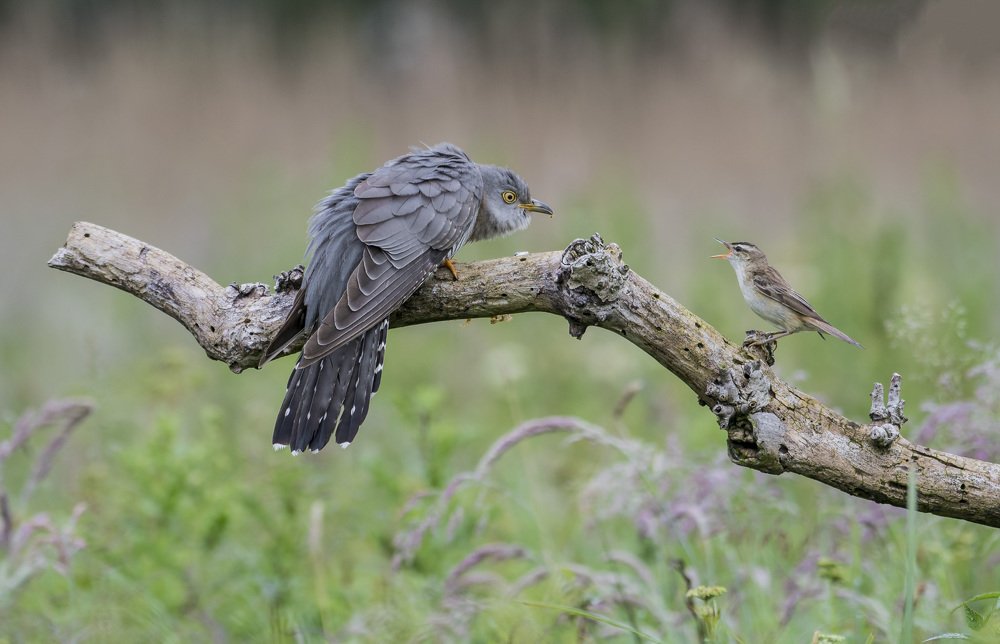 Cross Cuckoo