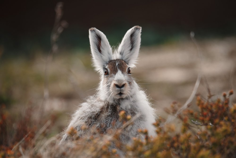 Заяц Добряк