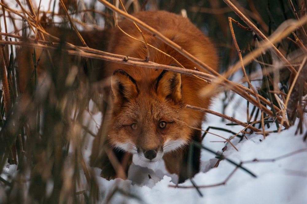 Лиса на охоте!