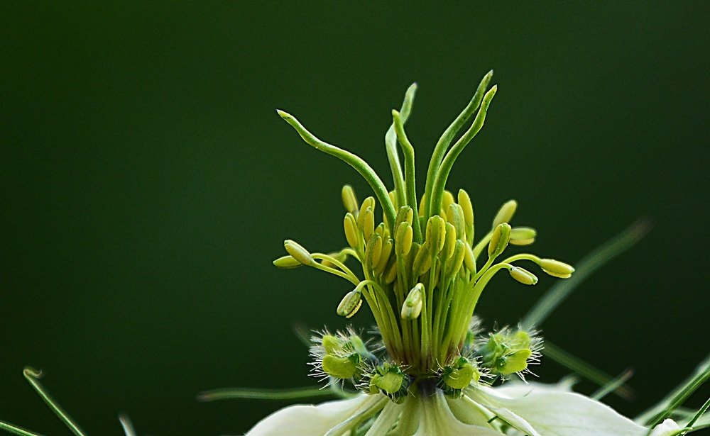 Photograph by Bocse Angela - Codrina