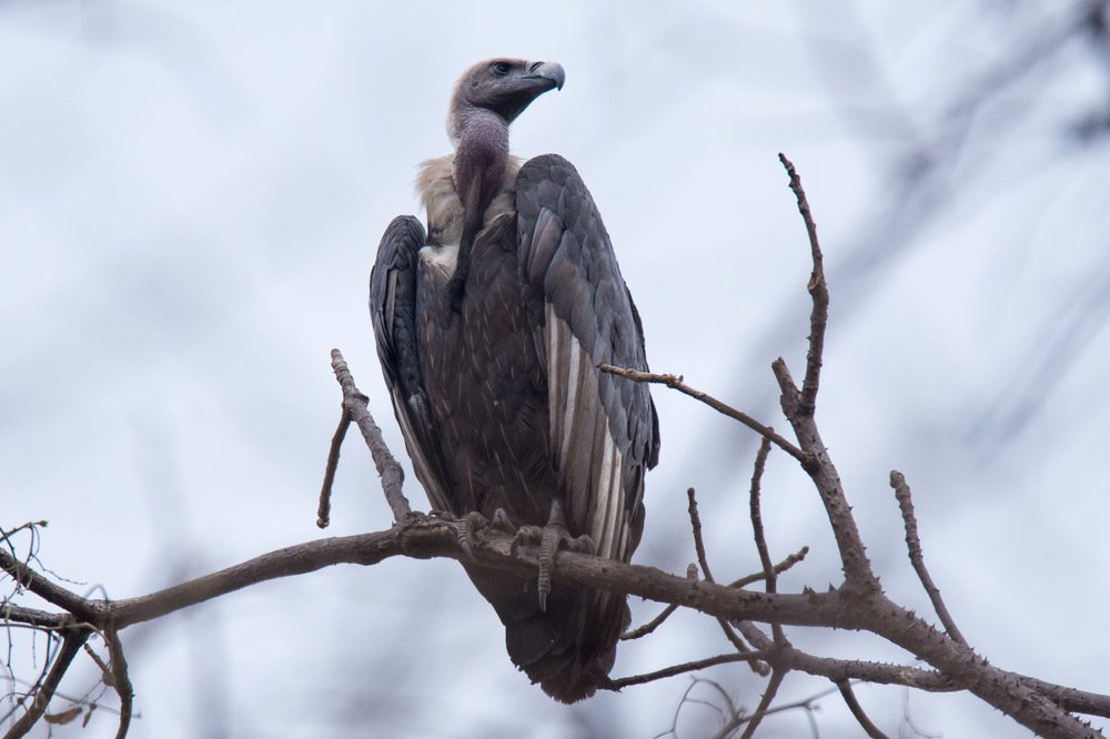 Indian Vulture - Pench Tiger Reserve