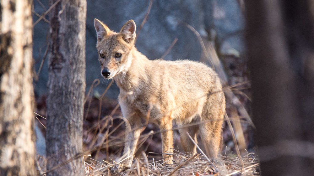 Indian Golden Jackal