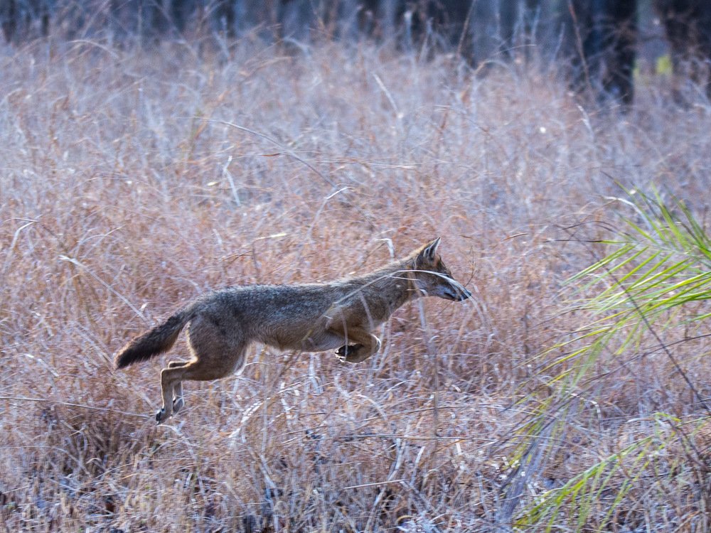 Indian Golden Jackal