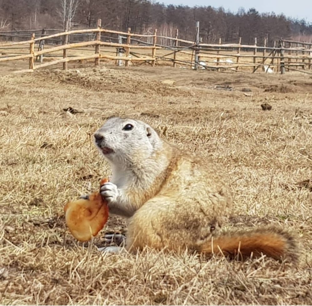 Приятного аппетита