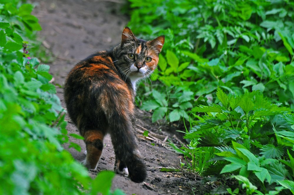 Фотография автора Антип