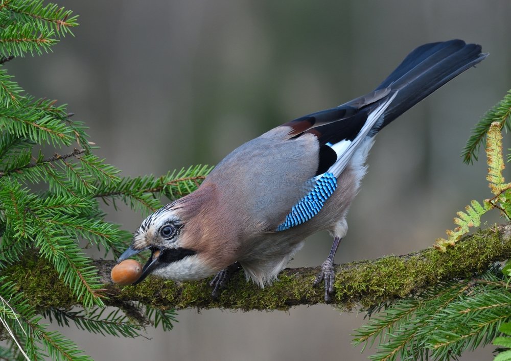 Запас карман не тянет