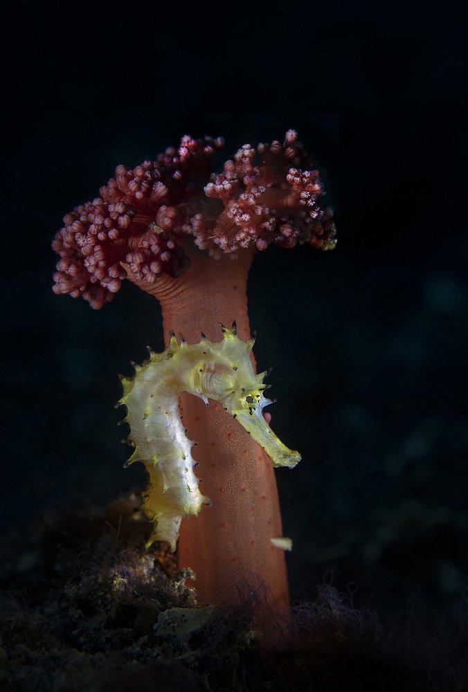 Я к вам с букетом...