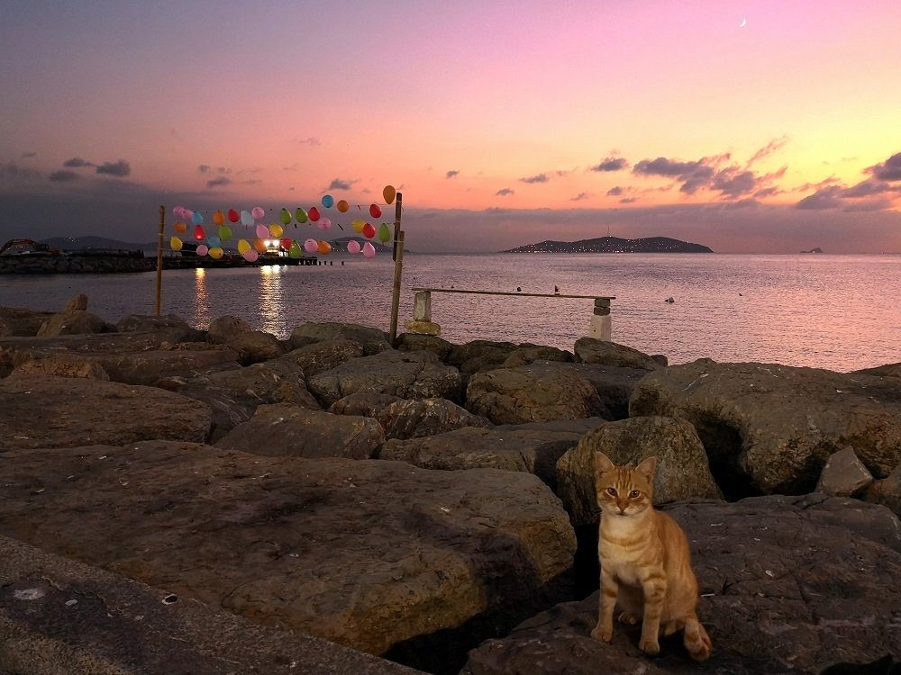 A little cat at sunset