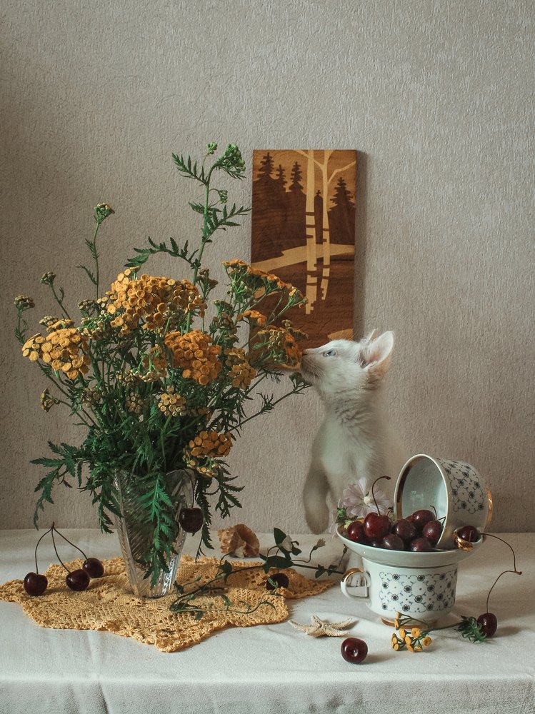 Натюрморт с кошкой и пижмой