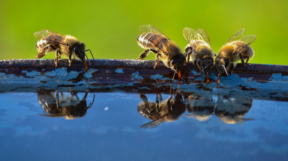 Так пить хочется!
