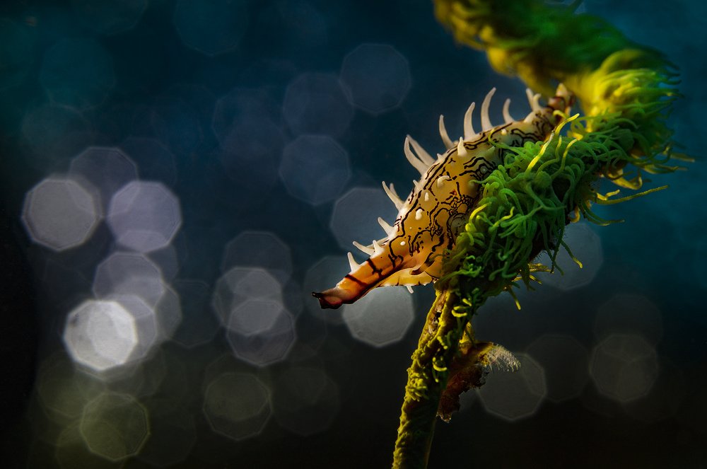 Краски океана.