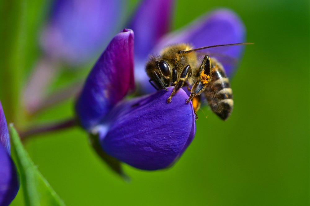 Люпиный нектар