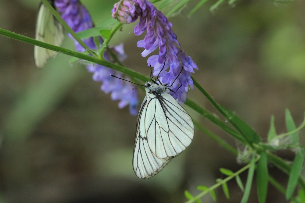 Photograph by Галина Мазур